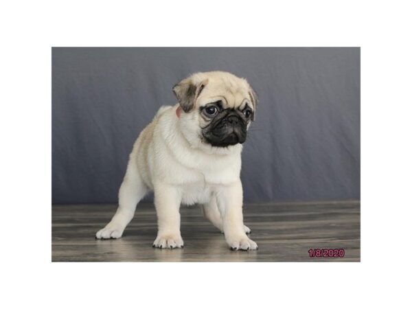 Pug-DOG-Male-Fawn-5789-Petland Montgomery, Alabama