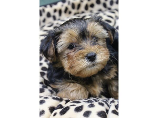 Yorkshire Terrier-DOG-Male-BLK TAN-5775-Petland Montgomery, Alabama