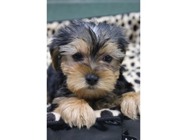 Yorkshire Terrier DOG Male Black Tan 5776 Petland Montgomery, Alabama