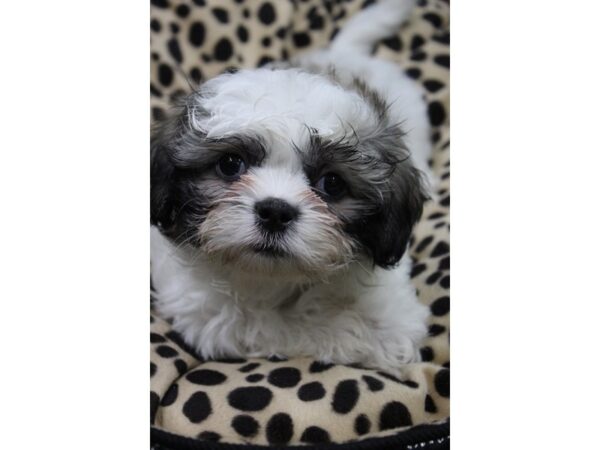 Shih Tzu DOG Female BROWN WHITE 5773 Petland Montgomery, Alabama