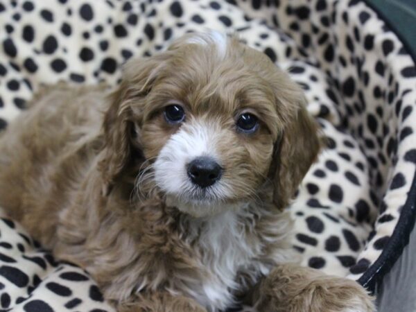 Cava Poo-DOG-Male-RED WHITE-5774-Petland Montgomery, Alabama