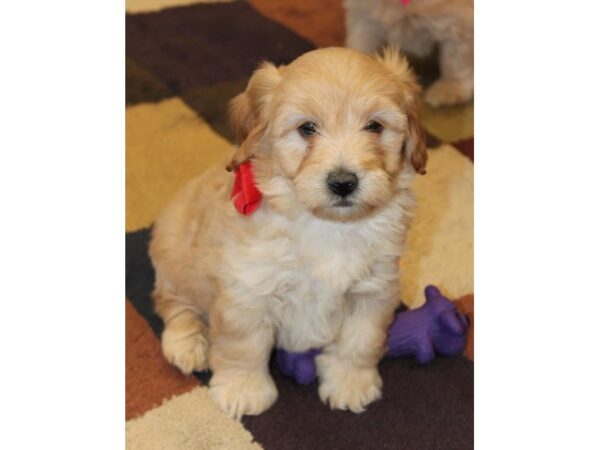 Goldendoodle Mini 2nd Gen DOG Male Golden 5790 Petland Montgomery, Alabama