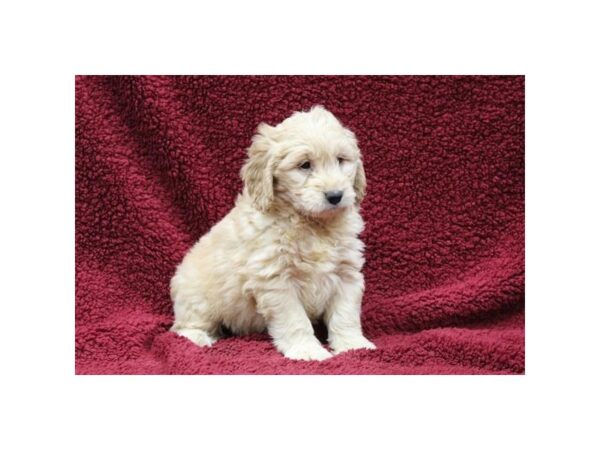 Goldendoodle Mini-DOG-Male-Golden-5791-Petland Montgomery, Alabama