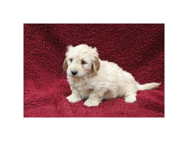 Goldendoodle Mini-DOG-Male-Golden-5792-Petland Montgomery, Alabama