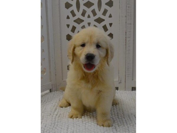 Golden Retriever DOG Female Light Golden 5793 Petland Montgomery, Alabama