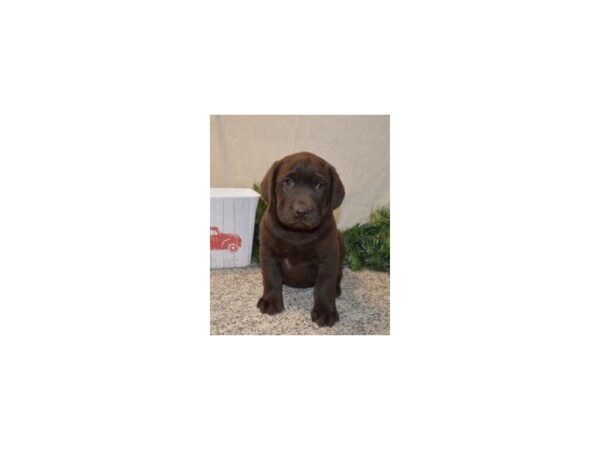 Labrador Retriever-DOG-Male-Chocolate-5794-Petland Montgomery, Alabama