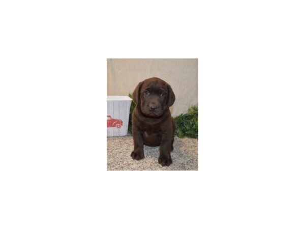 Labrador Retriever DOG Male Chocolate 5794 Petland Montgomery, Alabama