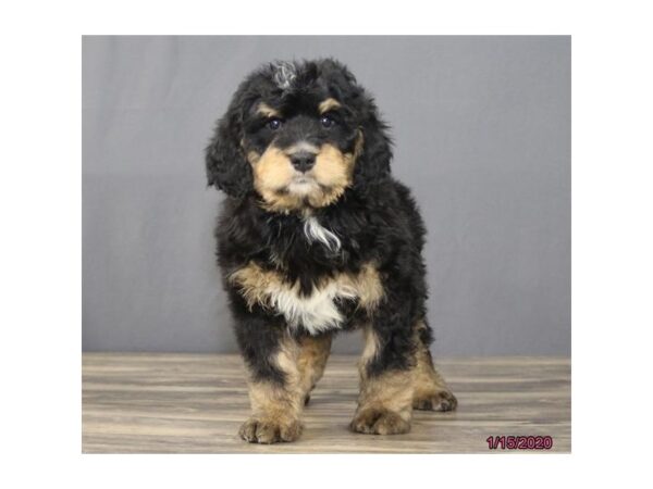 Bernadoodle DOG Male Black / Rust 5803 Petland Montgomery, Alabama