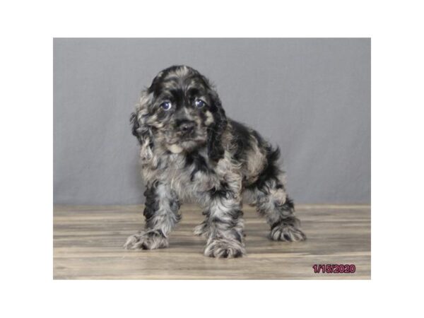 Cocker Spaniel DOG Male Blue Merle 5804 Petland Montgomery, Alabama