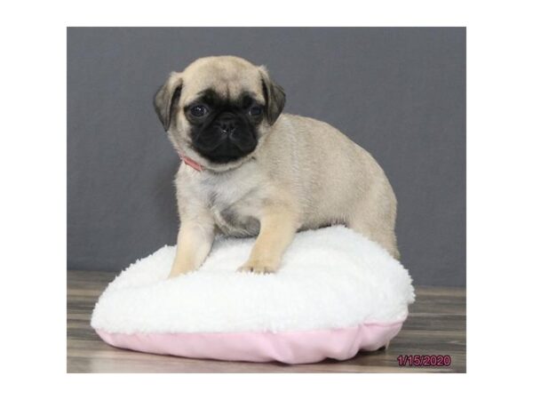 Pug DOG Female Fawn 5805 Petland Montgomery, Alabama