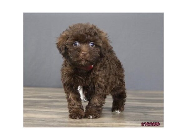 Havanese DOG Female Chocolate 5806 Petland Montgomery, Alabama