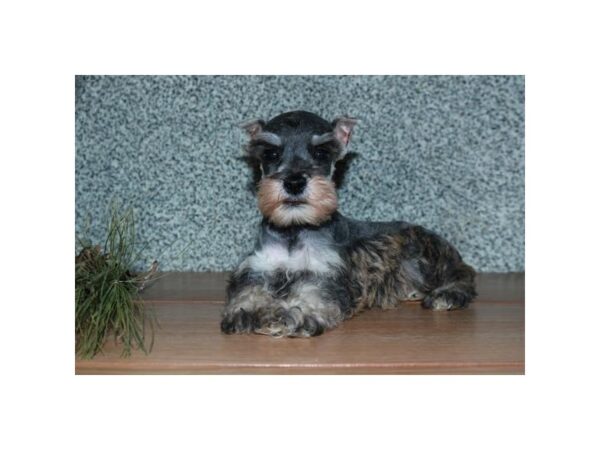 Miniature Schnauzer DOG Female Sable 5807 Petland Montgomery, Alabama