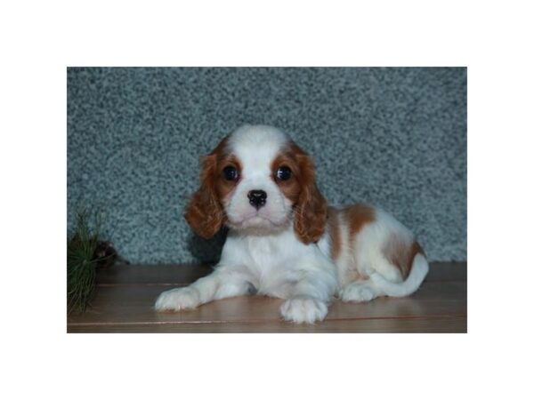 Cavalier King Charles Spaniel-DOG-Male-Blenheim-5808-Petland Montgomery, Alabama