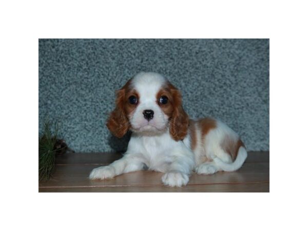 Cavalier King Charles Spaniel DOG Male Blenheim 5808 Petland Montgomery, Alabama