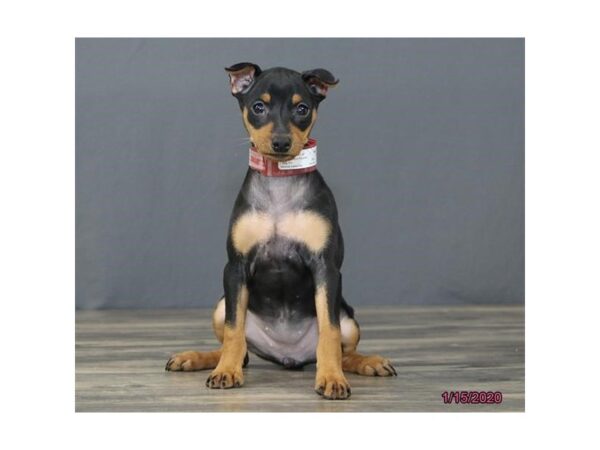 Miniature Pinscher DOG Female Black / Tan 5809 Petland Montgomery, Alabama