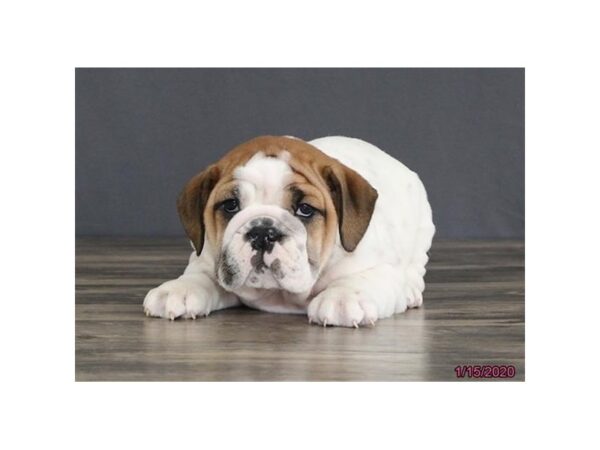 English Bulldog DOG Female White / Red 5811 Petland Montgomery, Alabama