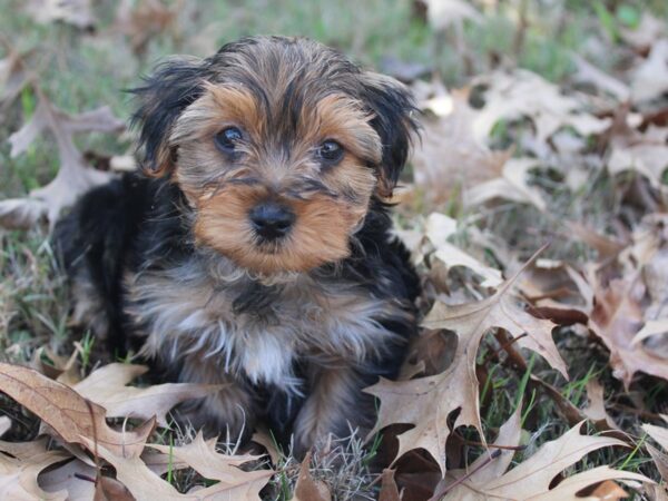 Yorkshire Terrier-DOG-Female-Blk-Tan-5797-Petland Montgomery, Alabama