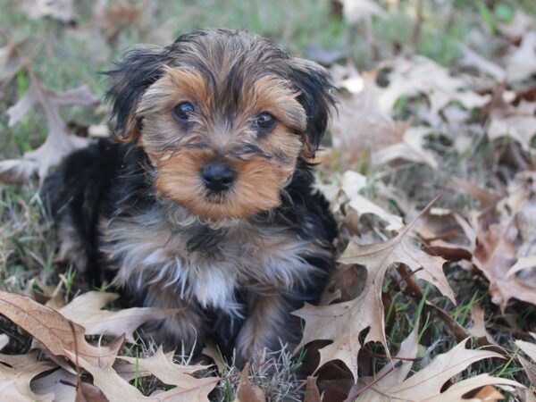 Yorkshire Terrier DOG Female Blk-Tan 5797 Petland Montgomery, Alabama