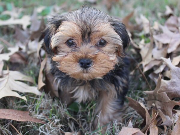 Yorkshire Terrier DOG Female Blk-Tan 5798 Petland Montgomery, Alabama