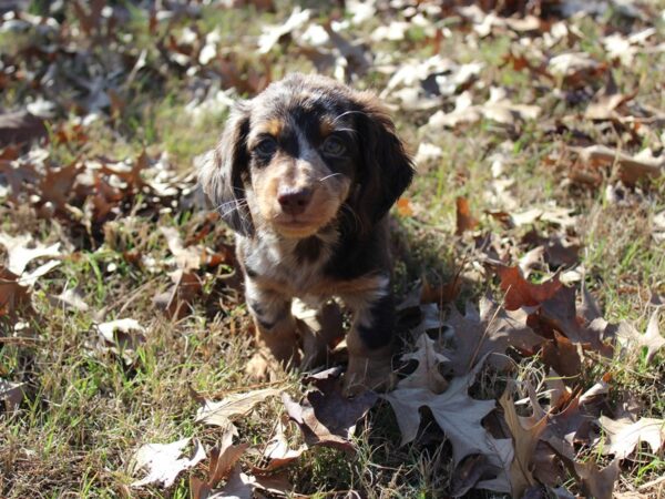 Dachshund-DOG-Male-CHOC MERLE-5801-Petland Montgomery, Alabama