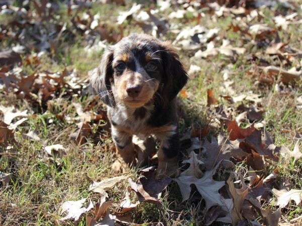 Dachshund DOG Male CHOC MERLE 5801 Petland Montgomery, Alabama