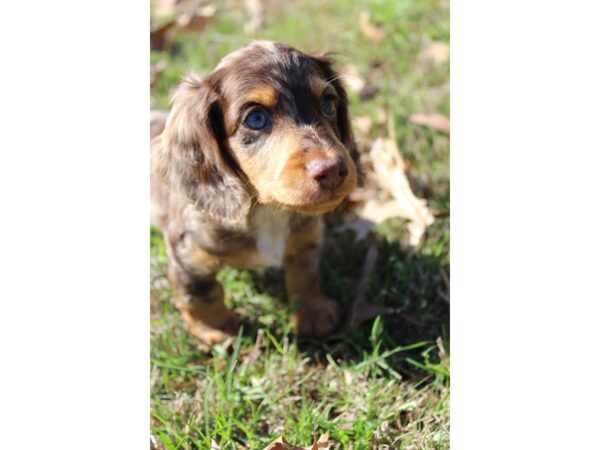 Dachshund DOG Male CHOC MERLE 5802 Petland Montgomery, Alabama