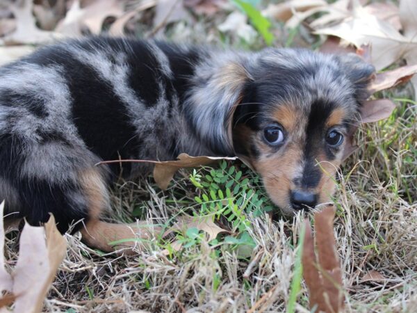 Dachshund DOG Female silver dapple 5800 Petland Montgomery, Alabama