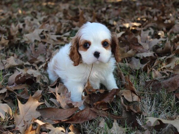 Cavalier King Charles Spaniel-DOG-Female-Blenhiem-5799-Petland Montgomery, Alabama