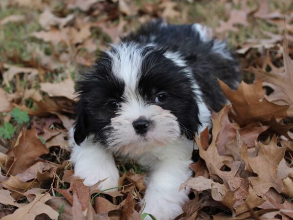 Shih Tzu-DOG-Male-BLUE WHITE-5796-Petland Montgomery, Alabama