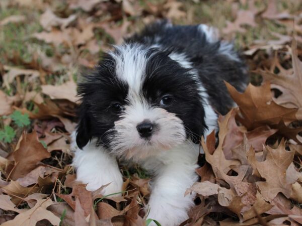 Shih Tzu DOG Male BLUE WHITE 5796 Petland Montgomery, Alabama