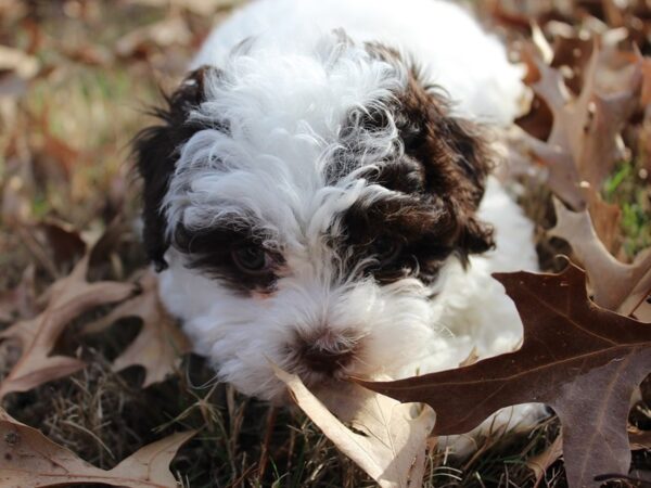 Havanese DOG Female CHOC WHITE 5795 Petland Montgomery, Alabama