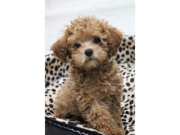 Miniature Poodle DOG Female Red 5810 Petland Montgomery, Alabama