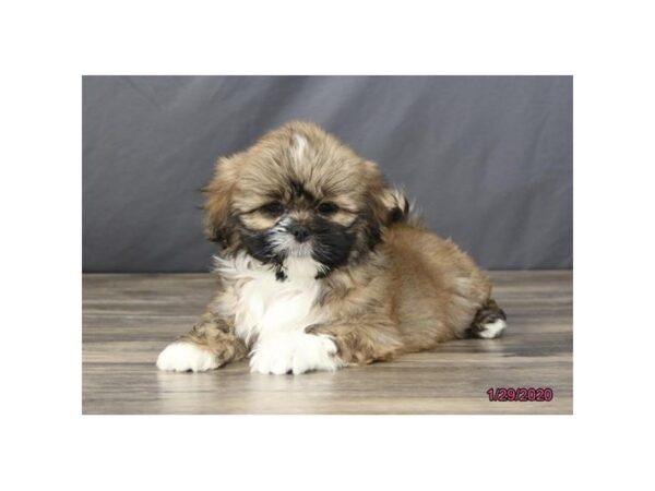 Lhasa Apso DOG Female Red 5814 Petland Montgomery, Alabama