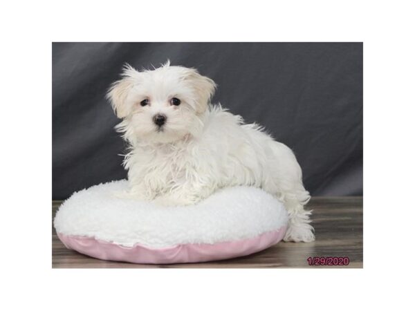 Coton De Tulear-DOG-Female-White-5815-Petland Montgomery, Alabama