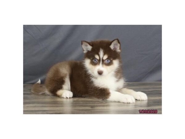 Pomsky DOG Female Chocolate White Tan 5817 Petland Montgomery, Alabama