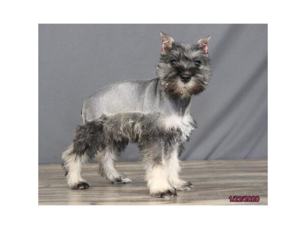 Miniature Schnauzer DOG Female Salt / Pepper 5819 Petland Montgomery, Alabama