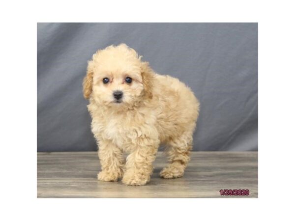 Miniature Poodle DOG Female Apricot 5820 Petland Montgomery, Alabama