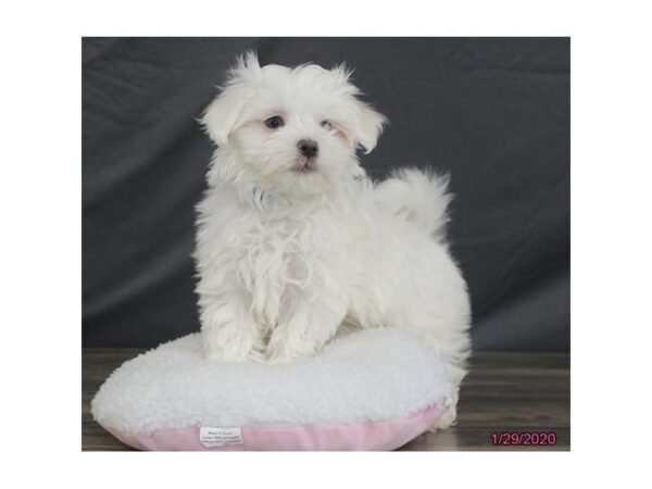 Maltese DOG Male White 5821 Petland Montgomery, Alabama