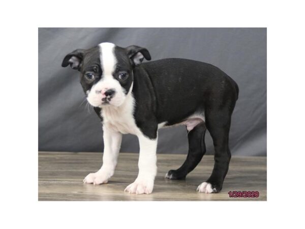 Boston Terrier DOG Male Black / White 5822 Petland Montgomery, Alabama