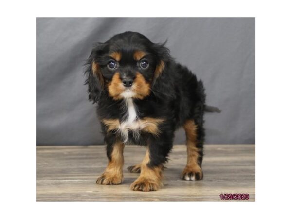 Cavalier King Charles Spaniel-DOG-Male-Black / Tan-5823-Petland Montgomery, Alabama