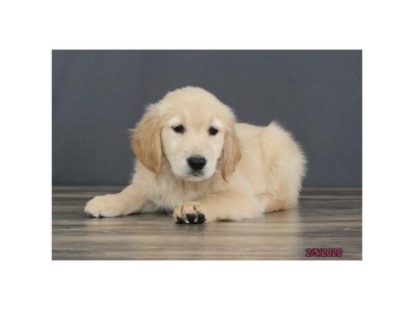 Golden Retriever DOG Female Golden 5827 Petland Montgomery, Alabama