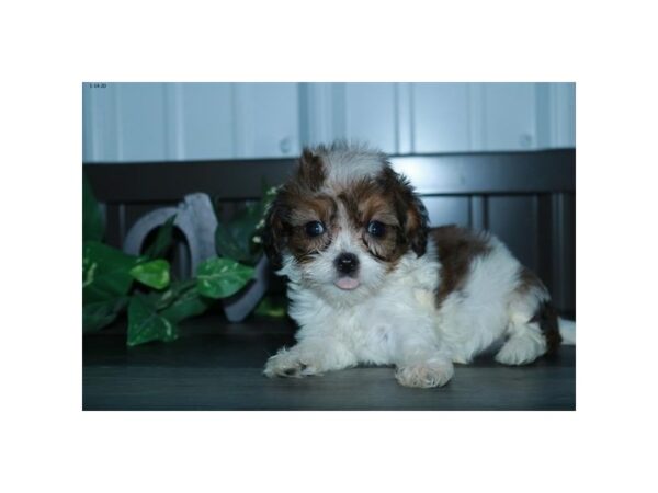 Poodle/Cavalier King-DOG-Female-Sable / White-5828-Petland Montgomery, Alabama