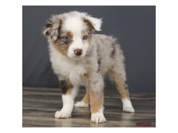 Miniature Australian Shepherd DOG Male Red Merle 5829 Petland Montgomery, Alabama