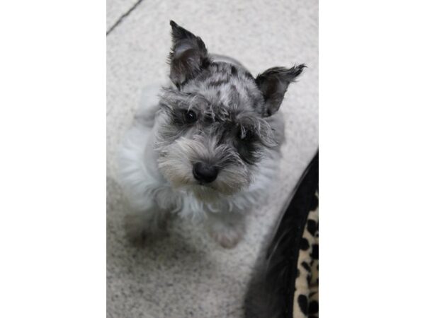 Miniature Schnauzer DOG Female Blue Merle 5825 Petland Montgomery, Alabama