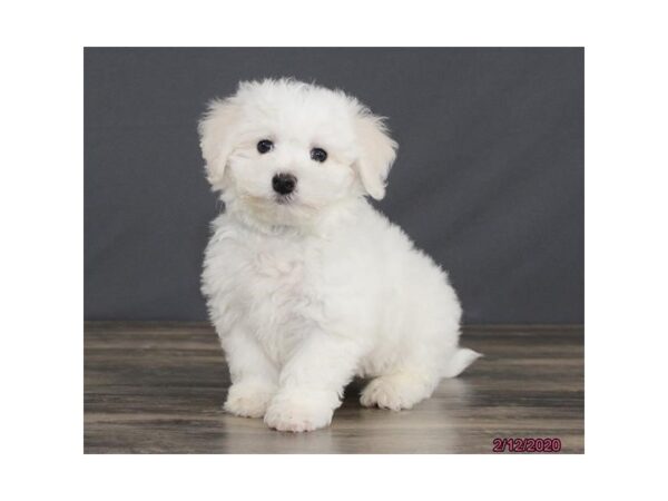 Bichon Frise-DOG-Male-White-5830-Petland Montgomery, Alabama