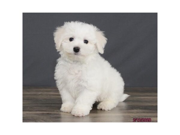 Bichon Frise DOG Male White 5830 Petland Montgomery, Alabama