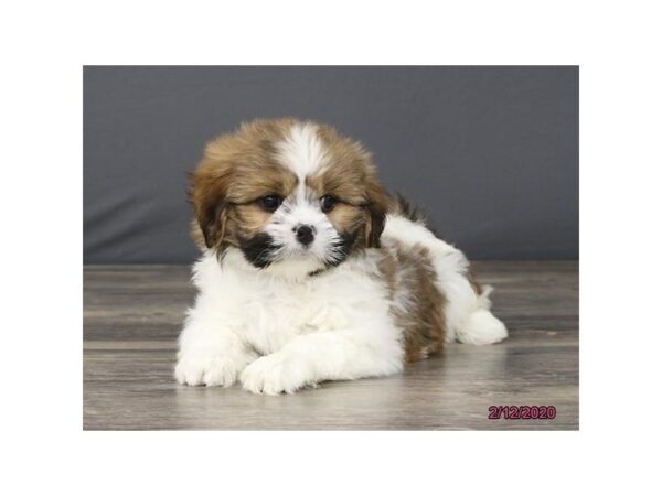 Lhasa Apso DOG Male Red / White 5832 Petland Montgomery, Alabama