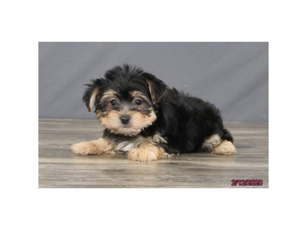 Yorkie/Bichon DOG Male Black / Tan 5834 Petland Montgomery, Alabama