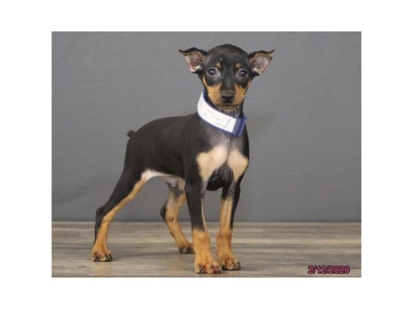 Miniature Pinscher DOG Male Black / Tan 5837 Petland Montgomery, Alabama