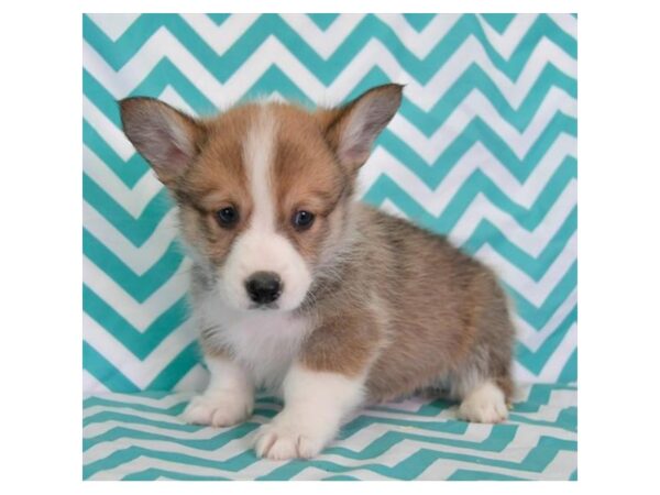 Pembroke Welsh Corgi DOG Male Red / White 5838 Petland Montgomery, Alabama